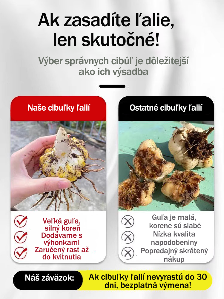 [Voňavejše ako parfum]Cibuľky ľalií Four Seasons voňajú tícice kilometros táro, kvitnú kádje rok-SK 