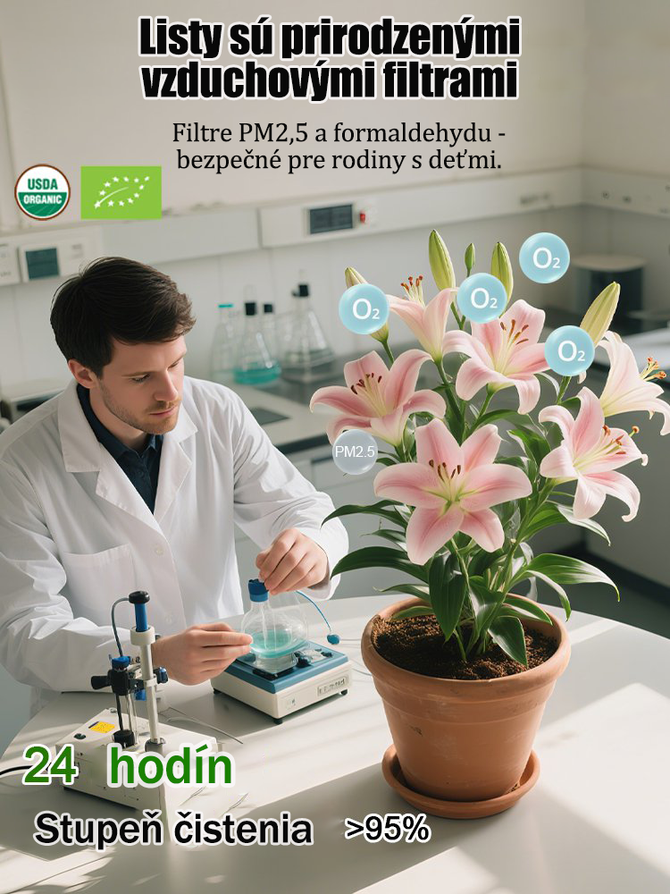[Voňavejše ako parfum]Cibuľky ľalií Four Seasons voňajú tícice kilometros táro, kvitnú kádje rok-SK 