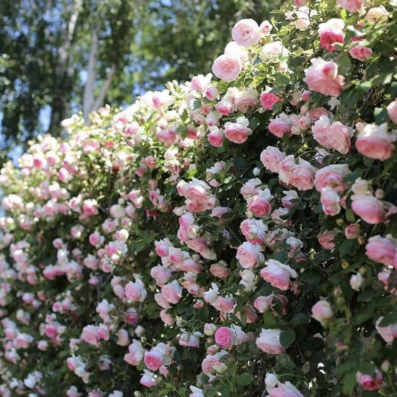 🌺 Αναρριχητικοί σπόροι τριαντάφυλλου-GR 