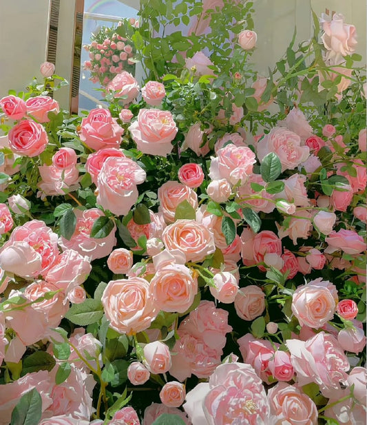 🌺 Αναρριχητικοί σπόροι τριαντάφυλλου-GR 