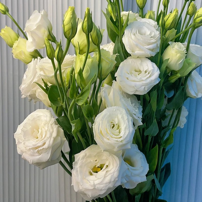 🔥Posledný deň predaja💝Eustoma beztŕňová τριαντάφυλλο💐Semená Lisianthus-SK 