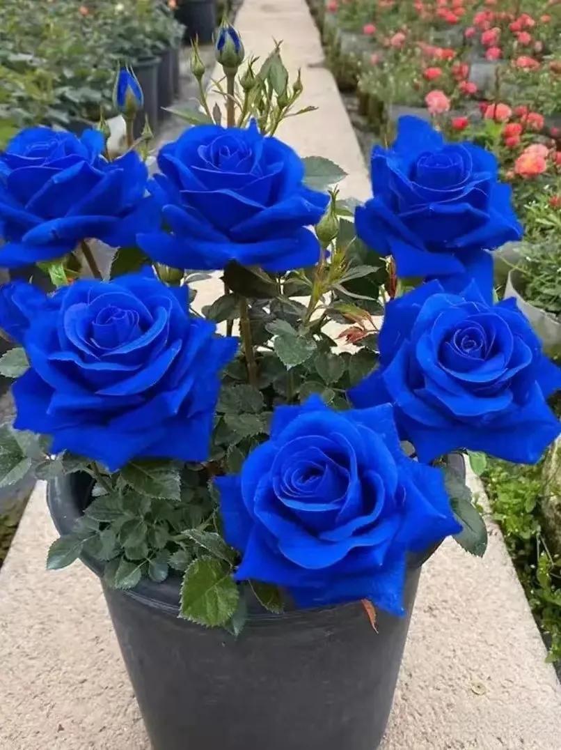 💙MĖLYNŲJŲ ŽAVĖS ROŽIŲ SĖKLOS✨-LT
