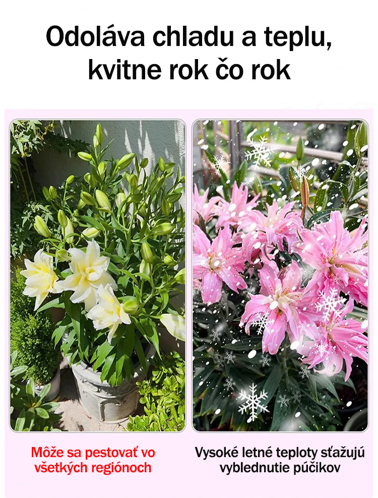 [Voňavejše ako parfum]Cibuľky ľalií Four Seasons voňajú tícice kilometros táro, kvitnú kádje rok-SK 