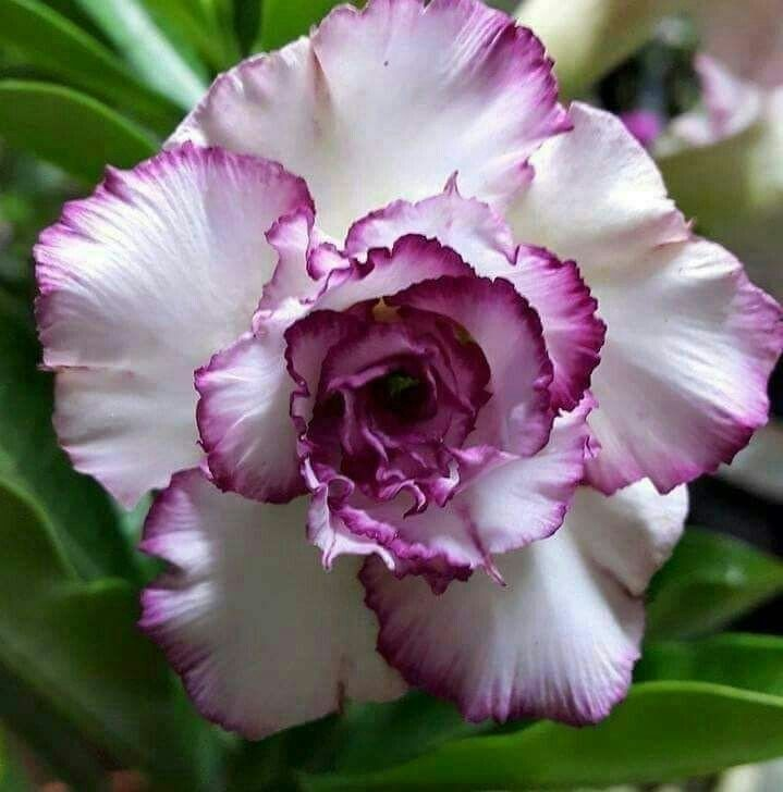 🔥Užauginkite „Desert Queen“ – dabar su nuolaida!🎁 😍Mėgsta žydėti, ilgai žydi 🌵 Dykumos rožė-LT