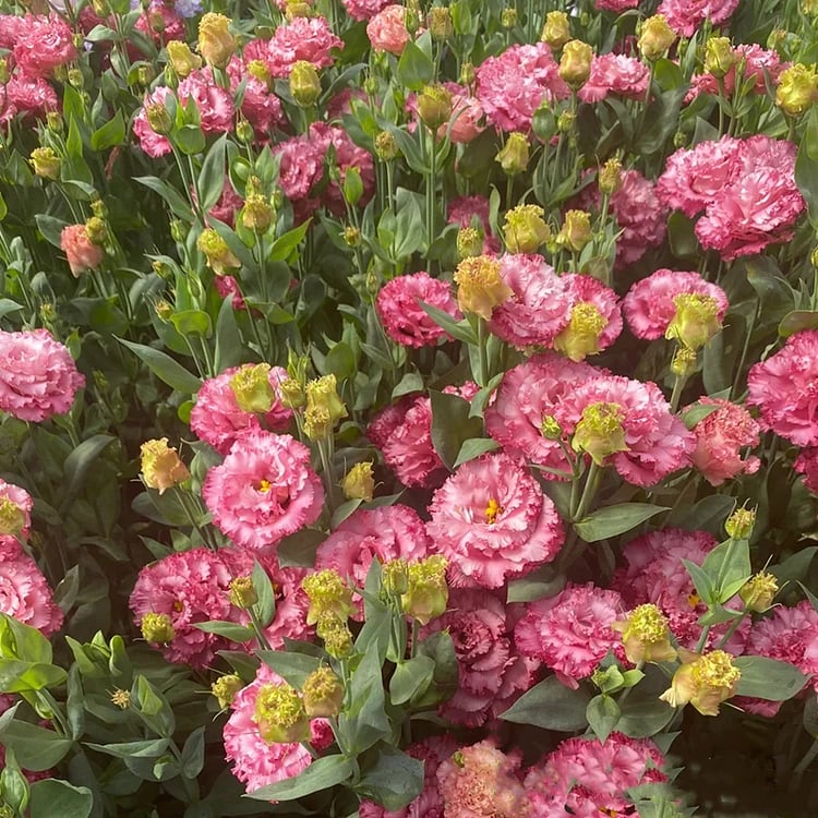 🔥Posledný deň predaja💝Eustoma beztŕňová τριαντάφυλλο💐Semená Lisianthus-SK 