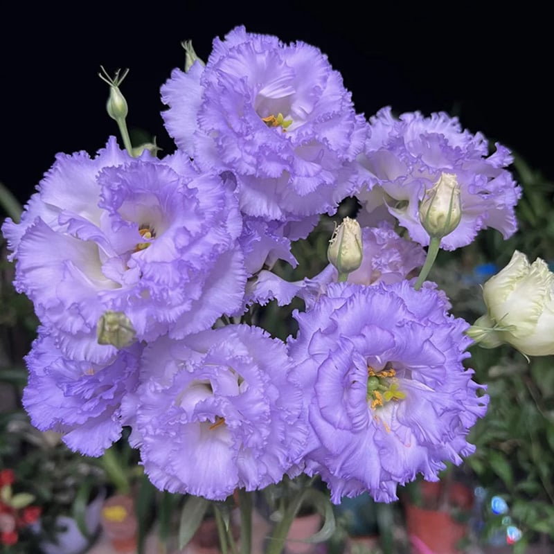 🔥Posledný deň predaja💝Eustoma beztŕňová τριαντάφυλλο💐Semená Lisianthus-SK 