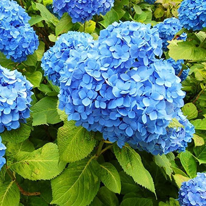 Σπόροι Ορτανσίας: Discover the beauty of nature-GR 