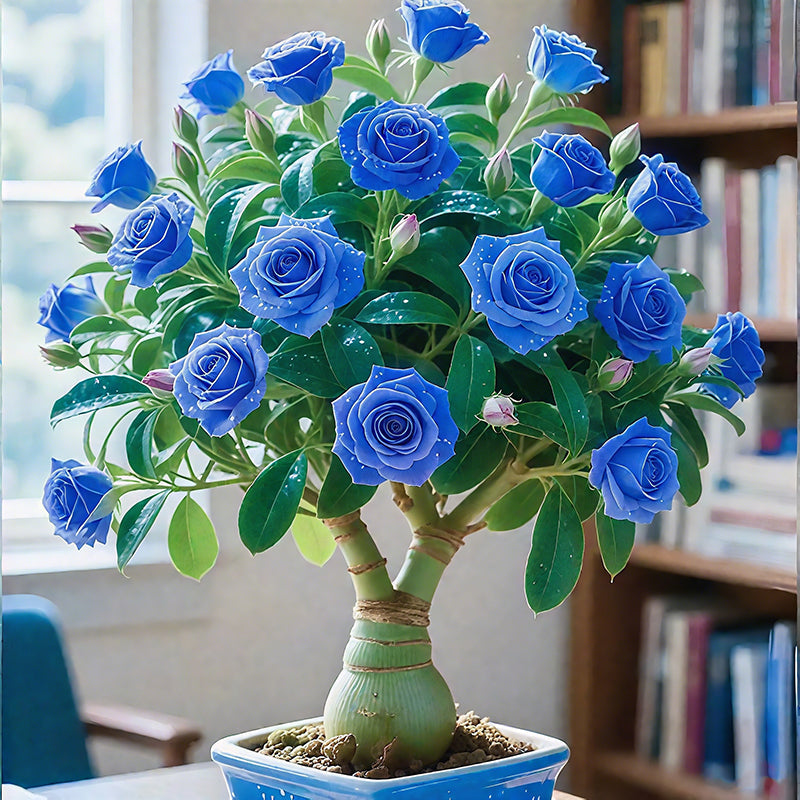 🌵🌺Dykumų rožių svogūnėliai-LT