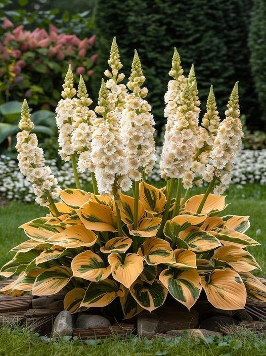 Hardy Beauty: Hosta cveti, odorni na senco in mraz-SI 