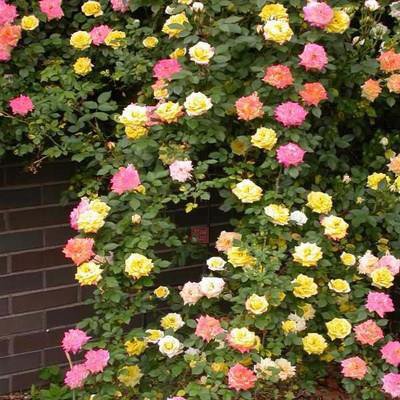 Las semillas de rosa florecen todo el año. 