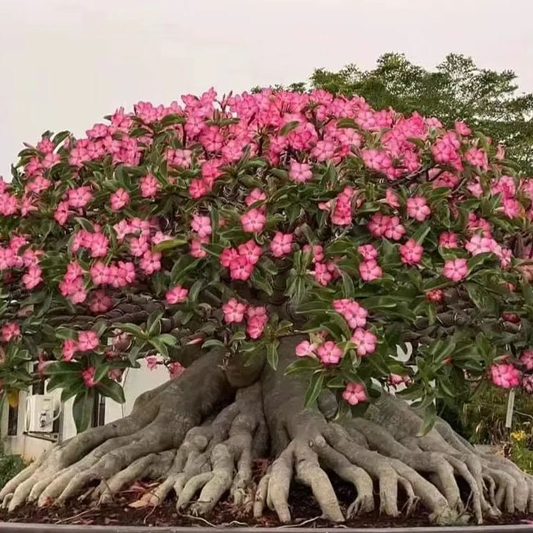 🔥Užauginkite „Desert Queen“ – dabar su nuolaida!🎁 😍Mėgsta žydėti, ilgai žydi 🌵 Dykumos rožė-LT