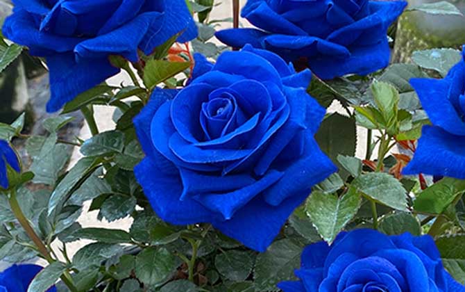 💙MĖLYNŲJŲ ŽAVĖS ROŽIŲ SĖKLOS✨-LT