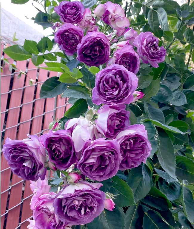 🌺 Αναρριχητικοί σπόροι τριαντάφυλλου-GR 