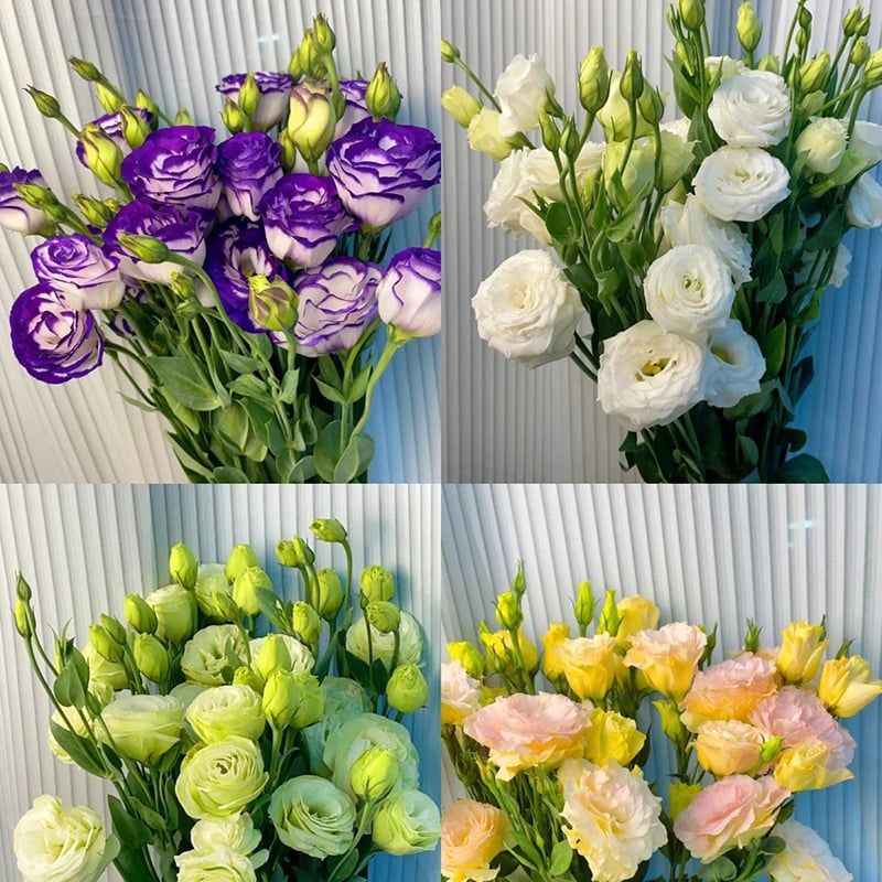 🔥Posledný deň predaja💝Eustoma beztŕňová τριαντάφυλλο💐Semená Lisianthus-SK 