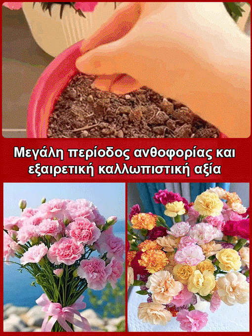 【Τέσσερις εποχει ανθίσεν】Σπόροι γαρίφαλου διπλού άνθους-GR 