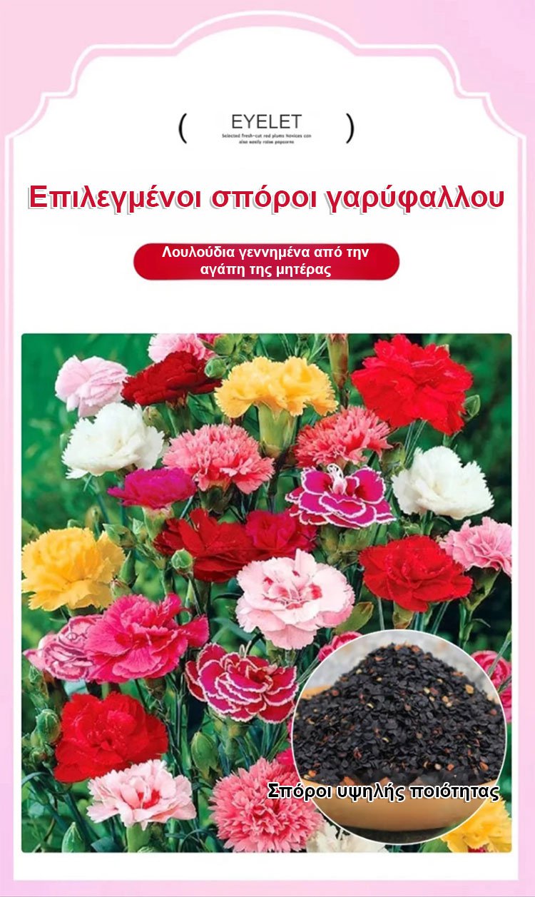 【Τέσσερις εποχει ανθίσεν】Σπόροι γαρίφαλου διπλού άνθους-GR 