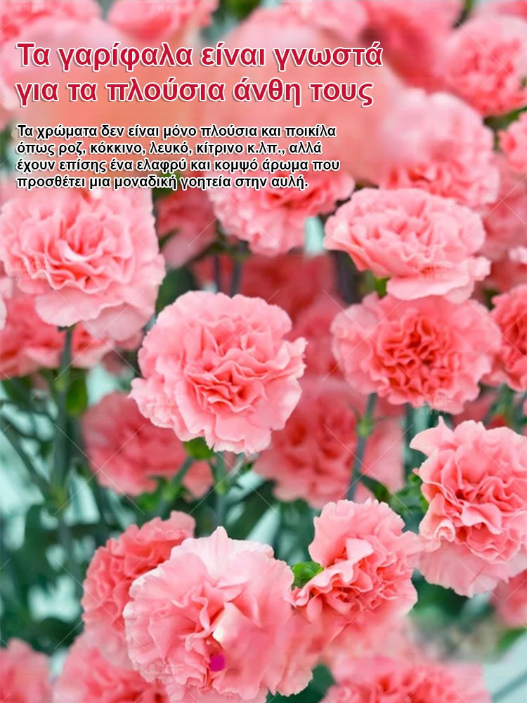 【Τέσσερις εποχει ανθίσεν】Σπόροι γαρίφαλου διπλού άνθους-GR 