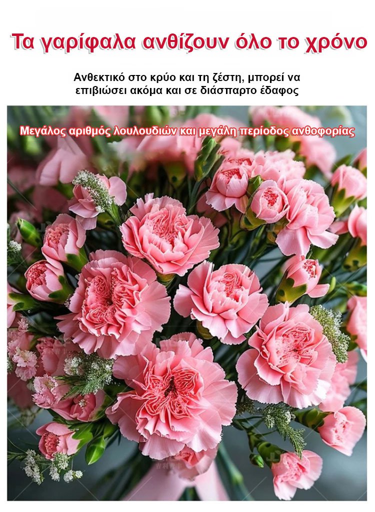 【Τέσσερις εποχει ανθίσεν】Σπόροι γαρίφαλου διπλού άνθους-GR 