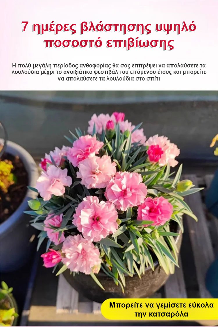 【Τέσσερις εποχει ανθίσεν】Σπόροι γαρίφαλου διπλού άνθους-GR 