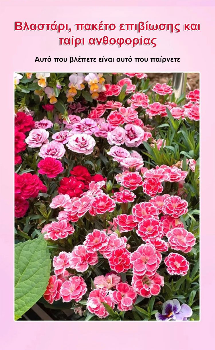 【Τέσσερις εποχει ανθίσεν】Σπόροι γαρίφαλου διπλού άνθους-GR 