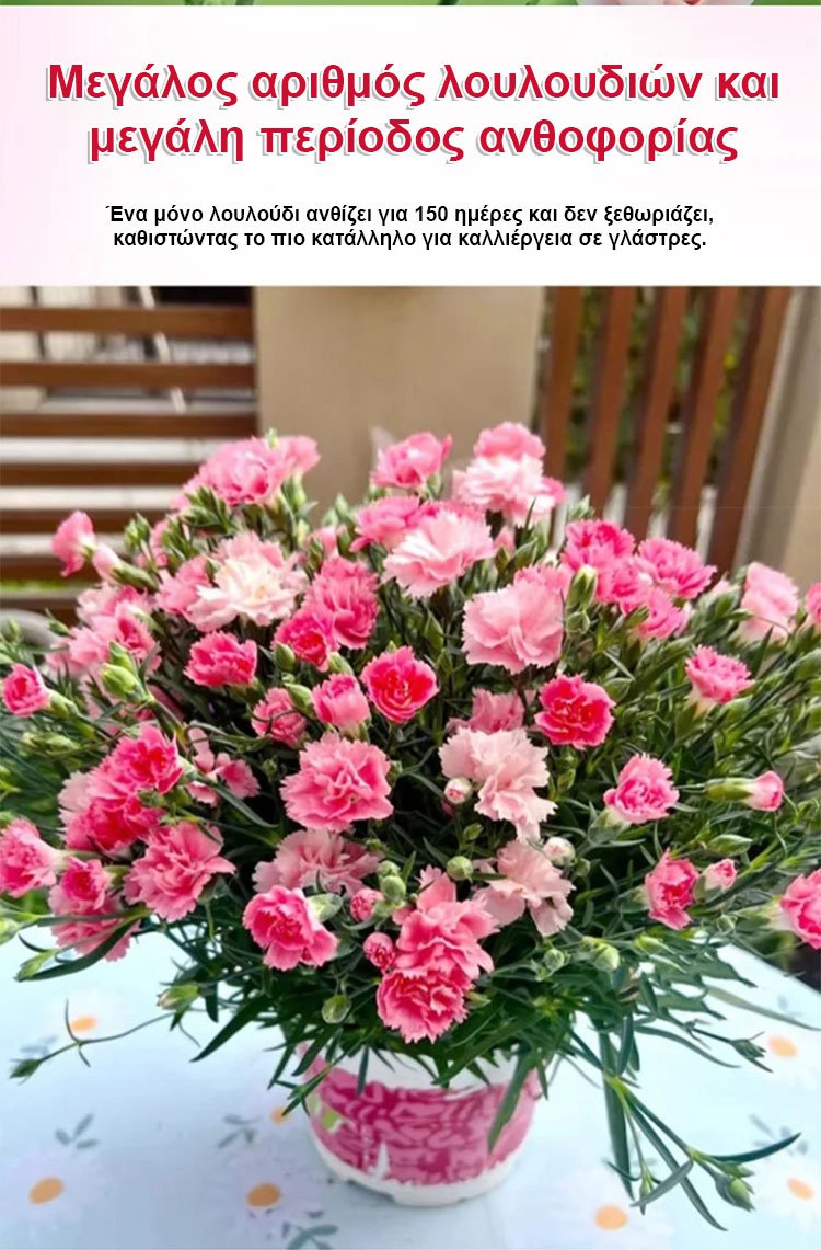 【Τέσσερις εποχει ανθίσεν】Σπόροι γαρίφαλου διπλού άνθους-GR 