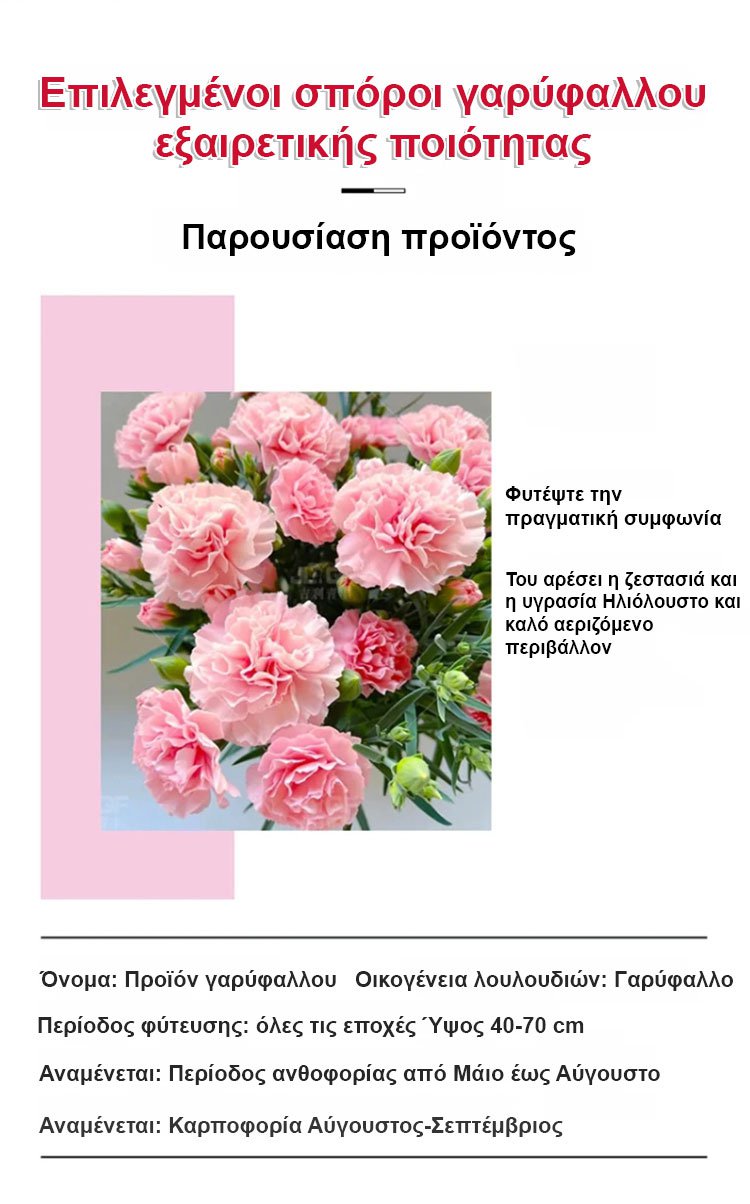 【Τέσσερις εποχει ανθίσεν】Σπόροι γαρίφαλου διπλού άνθους-GR 