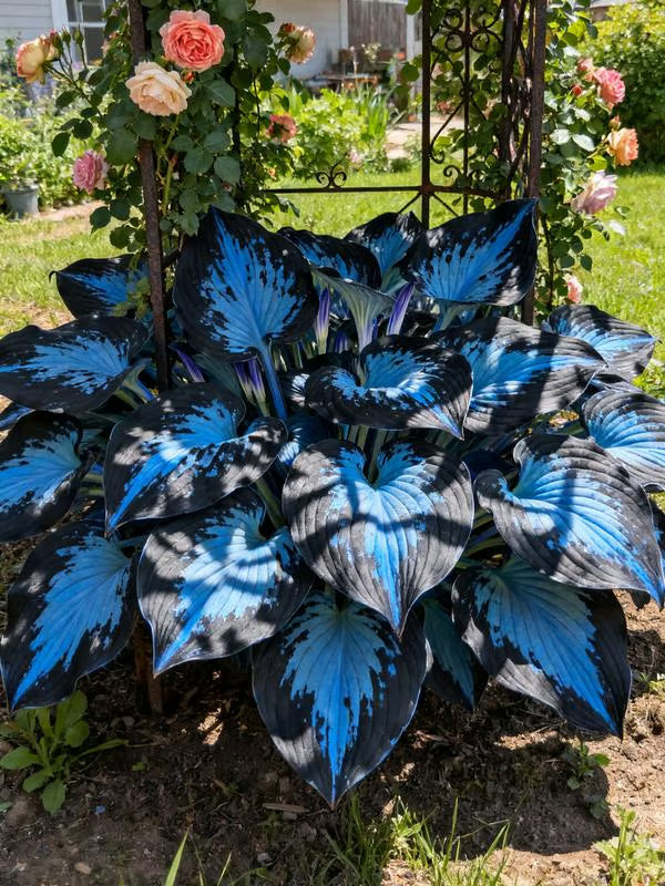 💥Καυτή Προσφορά 2025 🌌Σπόροι Hosta Midnight Blue Heart, ένα πολυετές φυτό που αγαπά τη σκιά για τον κήπο-GR