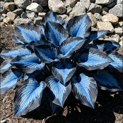 💥Καυτή Προσφορά 2025 🌌Σπόροι Hosta Midnight Blue Heart, ένα πολυετές φυτό που αγαπά τη σκιά για τον κήπο-GR