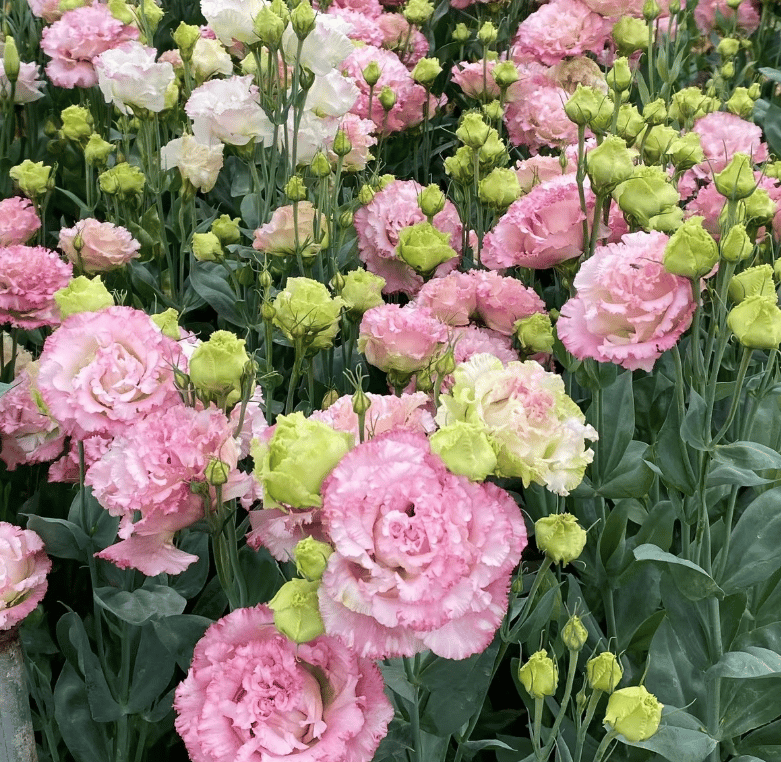 🔥Posledný deň predaja💝Eustoma beztŕňová τριαντάφυλλο💐Semená Lisianthus-SK 