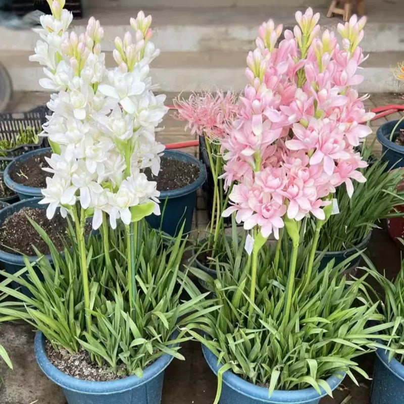 Διπλή Τουμπερόζα 🌸 - Megalo volbọs tửuền-GR 