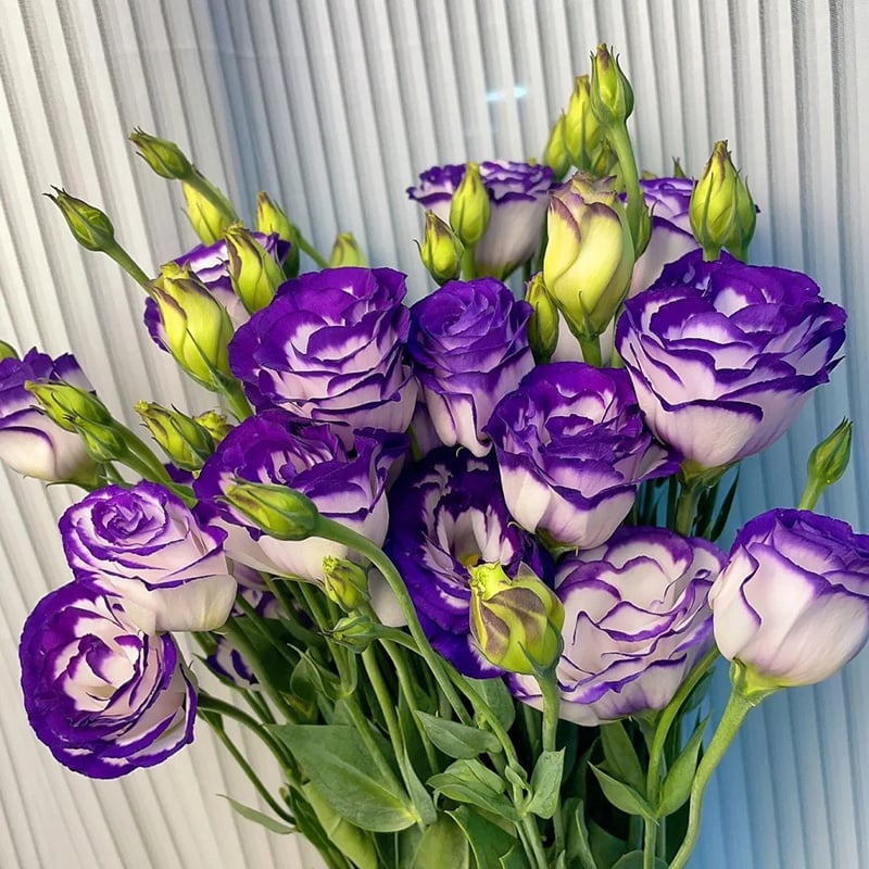 🔥Posledný deň predaja💝Eustoma beztŕňová τριαντάφυλλο💐Semená Lisianthus-SK 