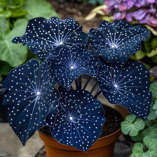 🌟Night Blue Hosta - μια υπέροχη προσθήκη στο σπίτι σας! 🌟-GR
