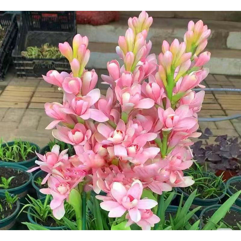 Διπλή Τουμπερόζα 🌸 - Megalo volbọs tửuền-GR 