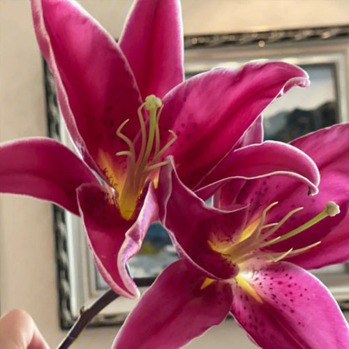[Voňavejše ako parfum]Cibuľky ľalií Four Seasons voňajú tícice kilometros táro, kvitnú kádje rok-SK 