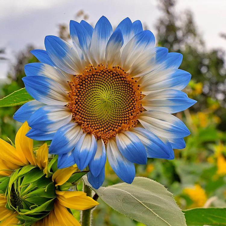 „Midnight Blaze“ saulėgrąžų sėklos-LT