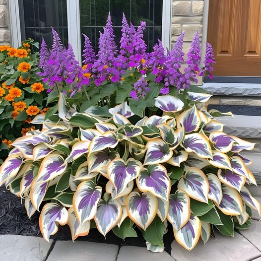 Hardy Beauty: Λουλούδια Hosta που αντέχουν στη σκιά και τον παγετό - LT 