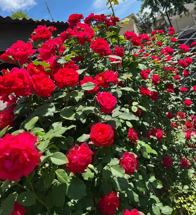 🌺 Αναρριχητικοί σπόροι τριαντάφυλλου-GR 