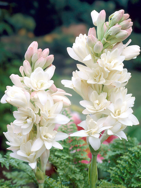 Διπλή Τουμπερόζα 🌸 - Megalo volbọs tửuền-GR 