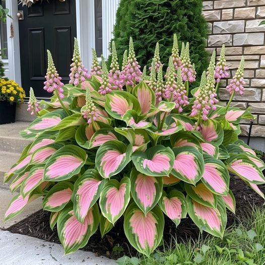 Hardy Beauty: Λουλούδια Hosta που αντέχουν στη σκιά και τον παγετό - LT 