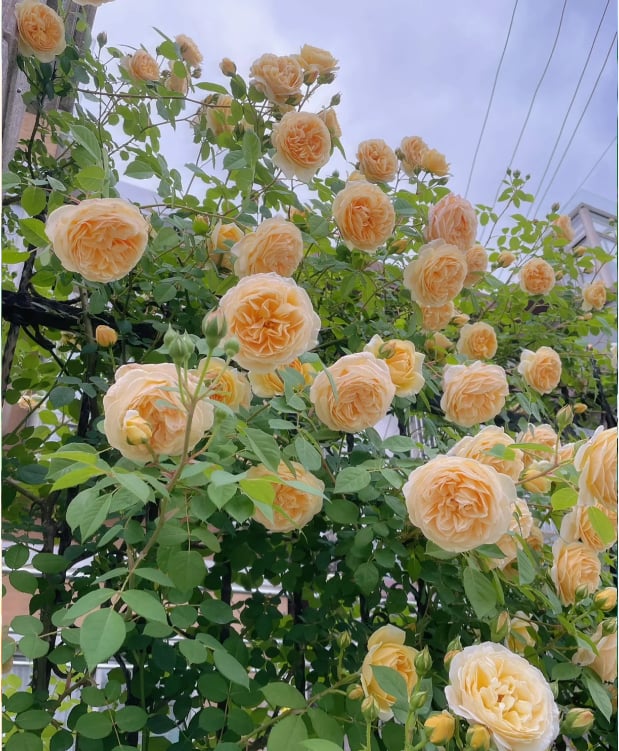 🌺 Αναρριχητικοί σπόροι τριαντάφυλλου-GR 