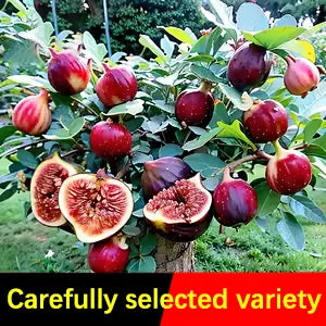 🍑Σπόροι Σύκου Super Giant – Γλυκύτητα Ροδάκινου σε Κατέ Μπουκιά! 🌟-ΓΡ 