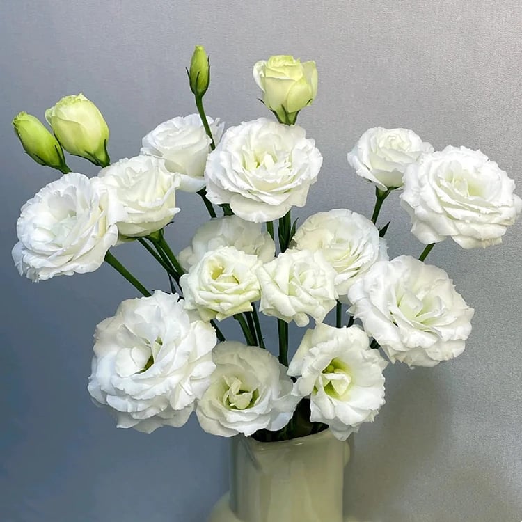 🔥Τελευταία μέρα πώλησης💝Eustoma Thornless Rose💐Σπόροι Lisianthus-GR 