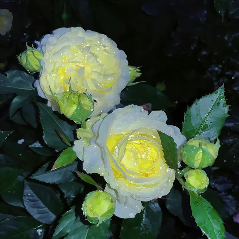 🔥Τελευταία μέρα πώλησης💝Eustoma Thornless Rose💐Σπόροι Lisianthus-GR 