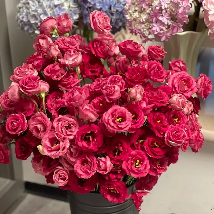 🔥Τελευταία μέρα πώλησης💝Eustoma Thornless Rose💐Σπόροι Lisianthus-GR 