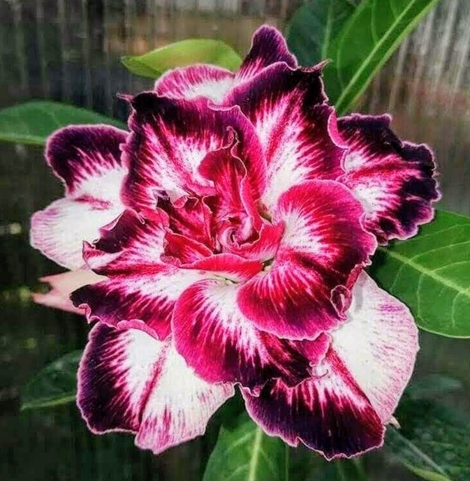 🔥Užauginkite „Desert Queen“ – dabar su nuolaida!🎁 😍Mėgsta žydėti, ilgai žydi 🌵 Dykumos rožė-LT