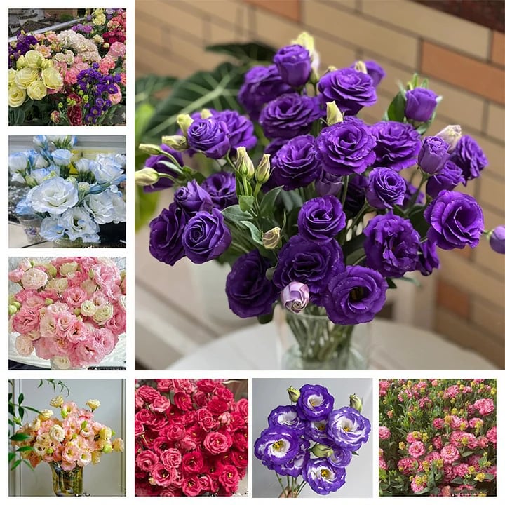 🔥Posledný deň predaja💝Eustoma beztŕňová τριαντάφυλλο💐Semená Lisianthus-SK 