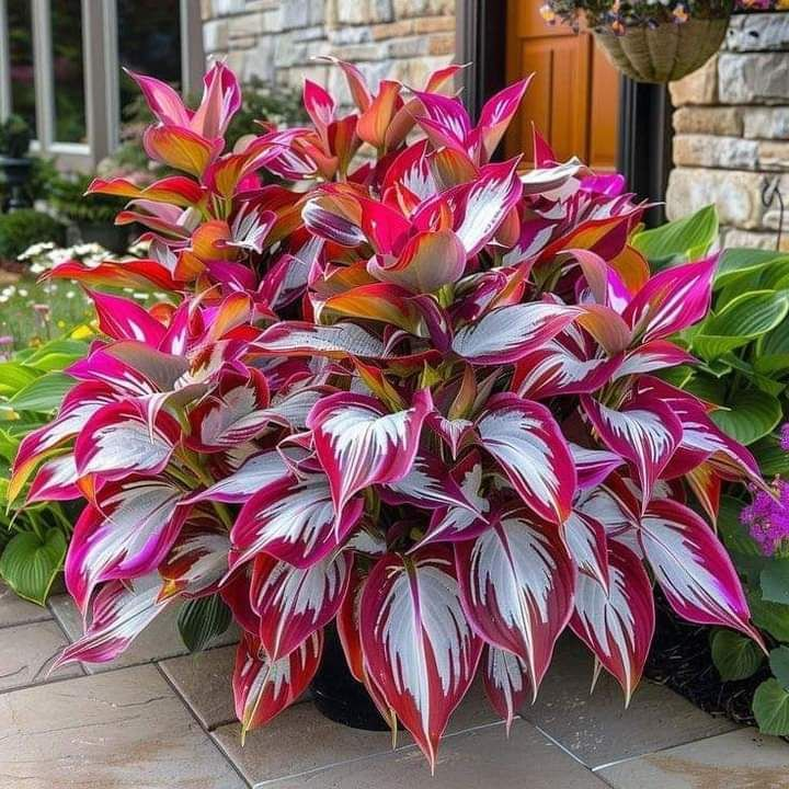 Hardy Beauty: Λουλούδια Hosta που αντέχουν στη σκιά και τον παγετό - LT 