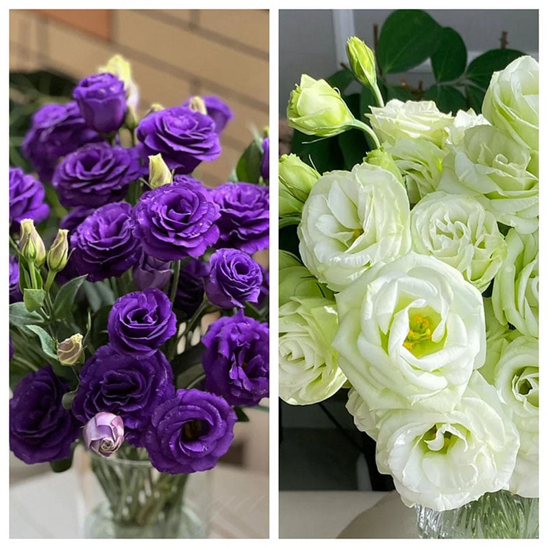 🔥Posledný deň predaja💝Eustoma beztŕňová τριαντάφυλλο💐Semená Lisianthus-SK 