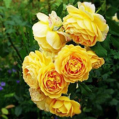 Las semillas de rosa florecen todo el año. 