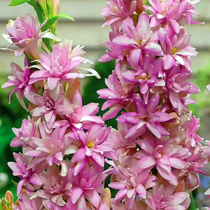 Διπλή Τουμπερόζα 🌸 - Megalo volbọs tửuền-GR 